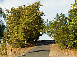 Paved Trail